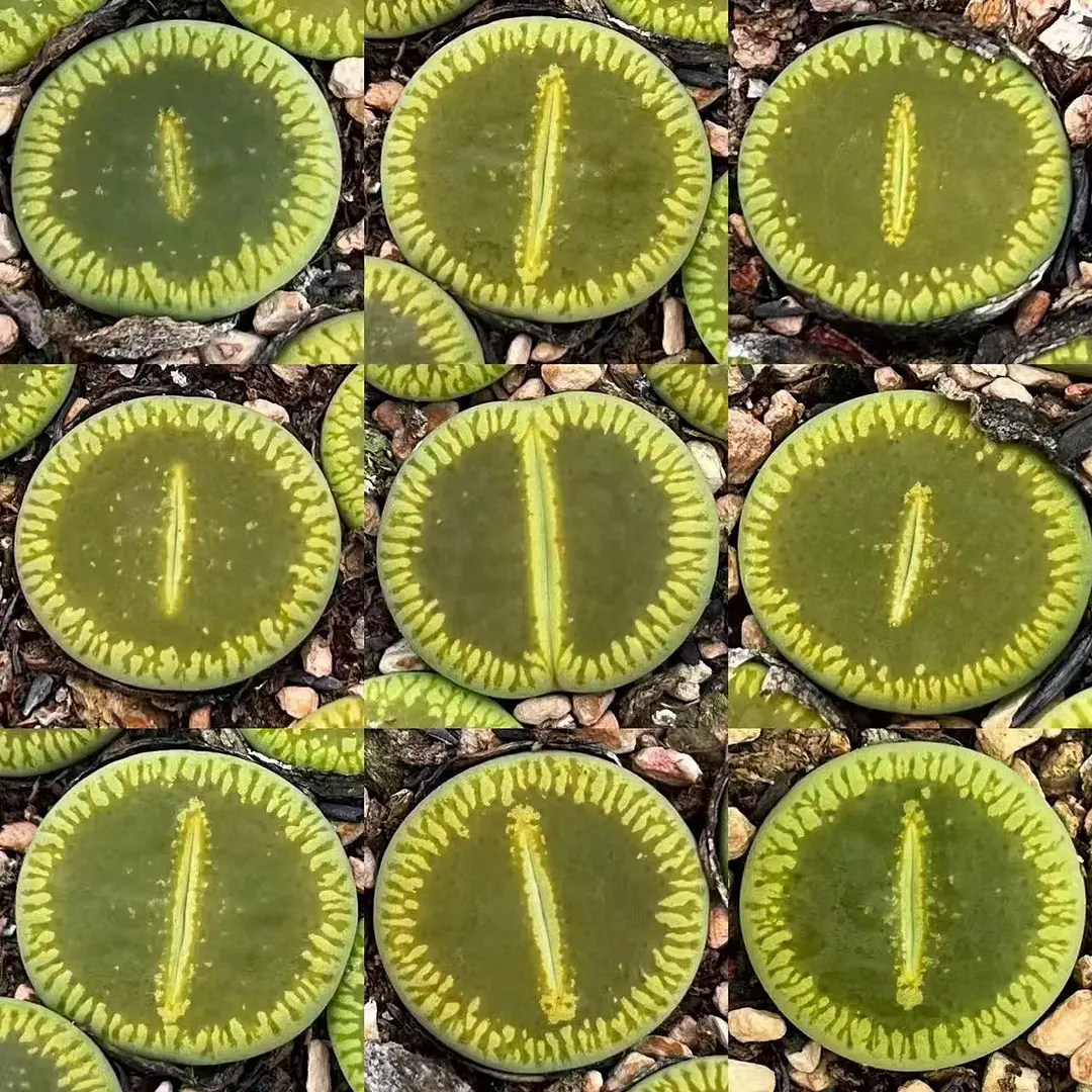 plant Aeonium Echeveria Haworthia  Caudex  Lithops Cactus  Agave 