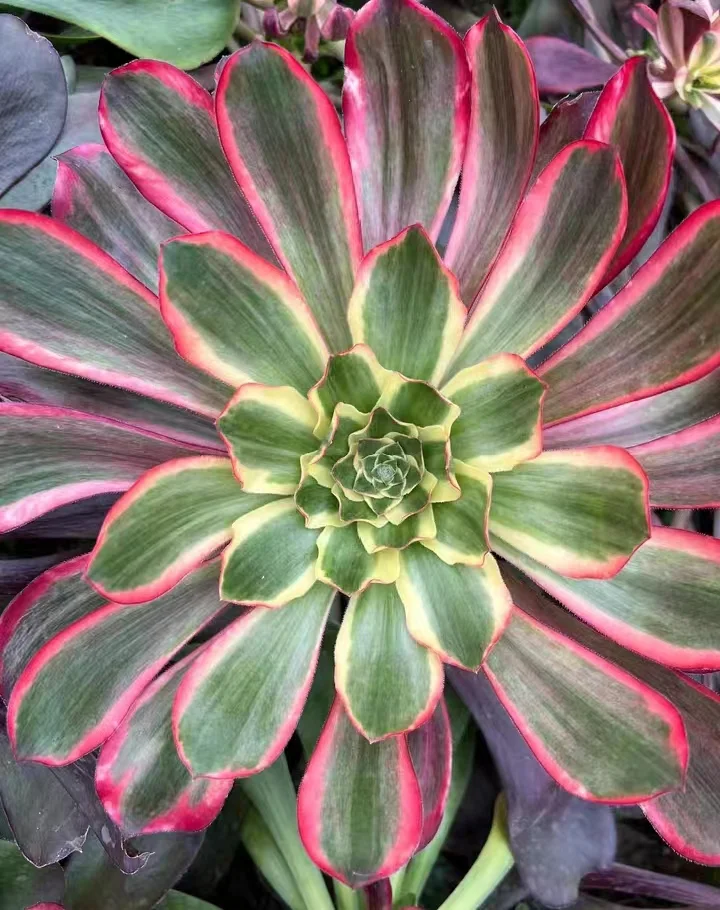 plant Aeonium Echeveria Haworthia  Caudex  Lithops Cactus  Agave 