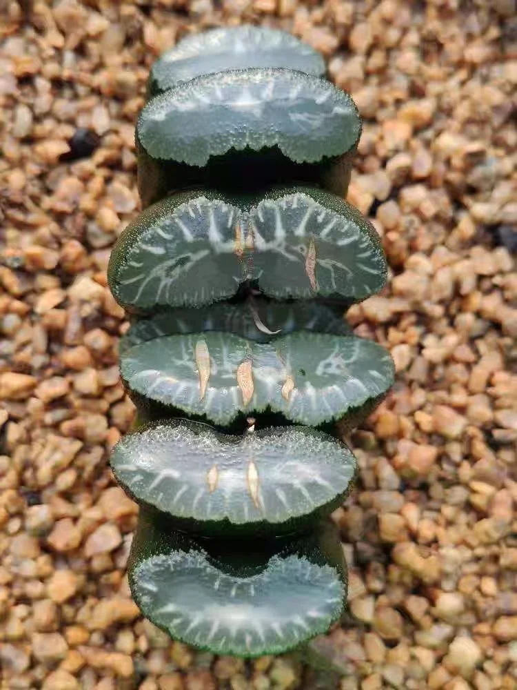 cy35.Haworthia Truncata 'Genbu' Sukkulente in 3" Topf 6-8cm/ Haworthia/ Succulent plants / Garden landscape / Carefully select healthy plants