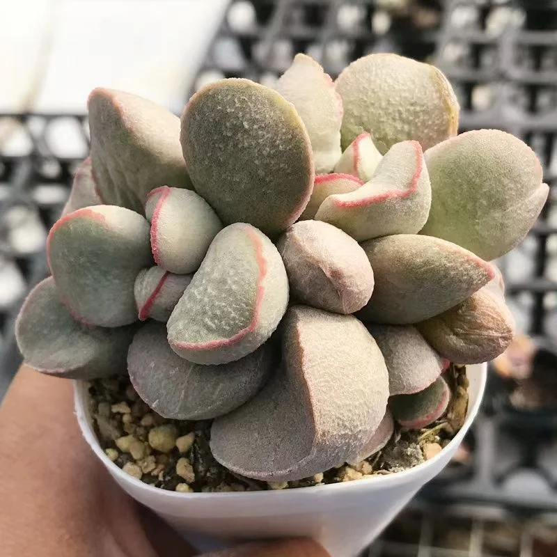 plant Aeonium Echeveria Haworthia  Caudex  Lithops Cactus  Agave 