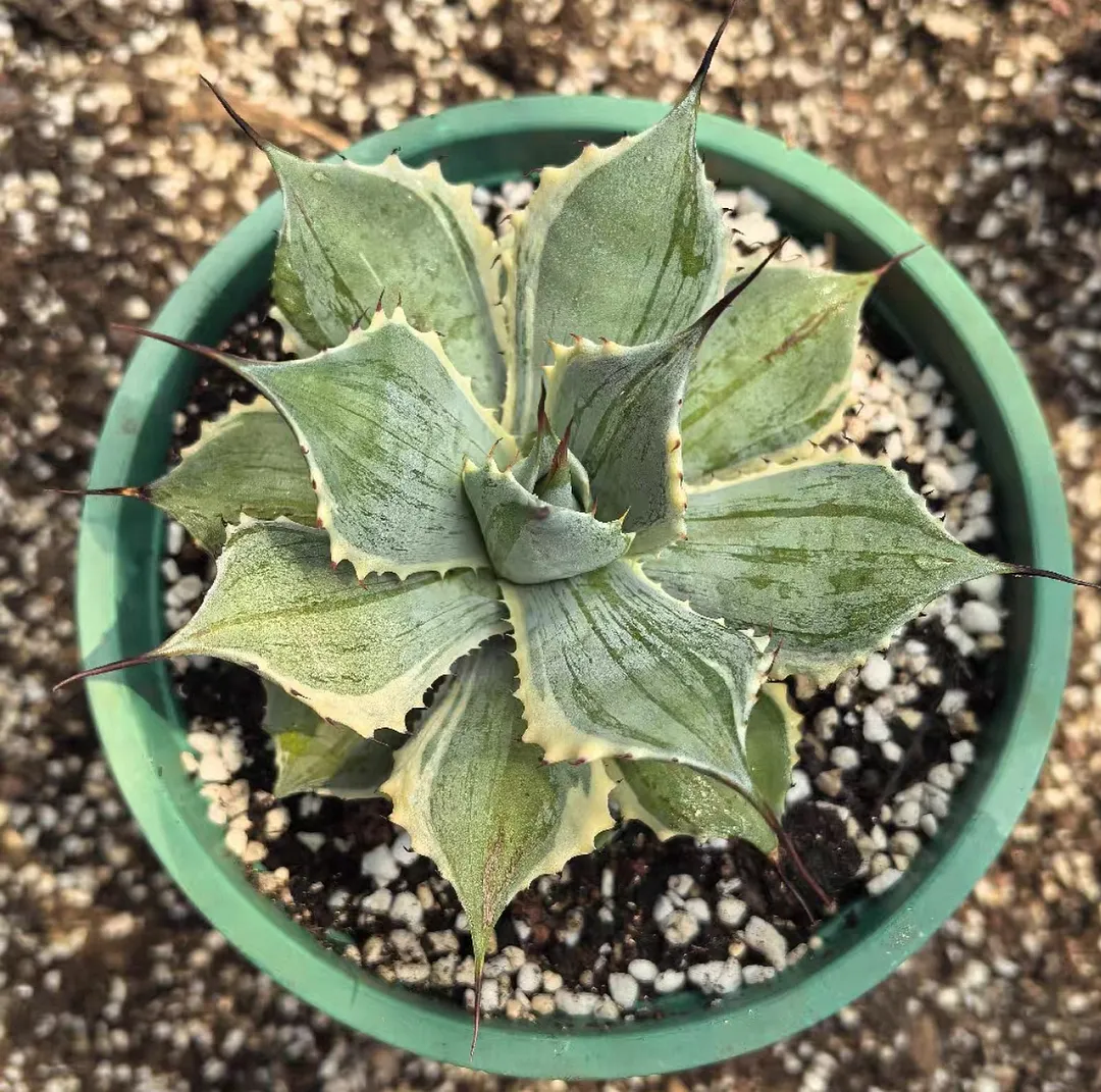 plant Aeonium Echeveria Haworthia  Caudex  Lithops Cactus  Agave 
