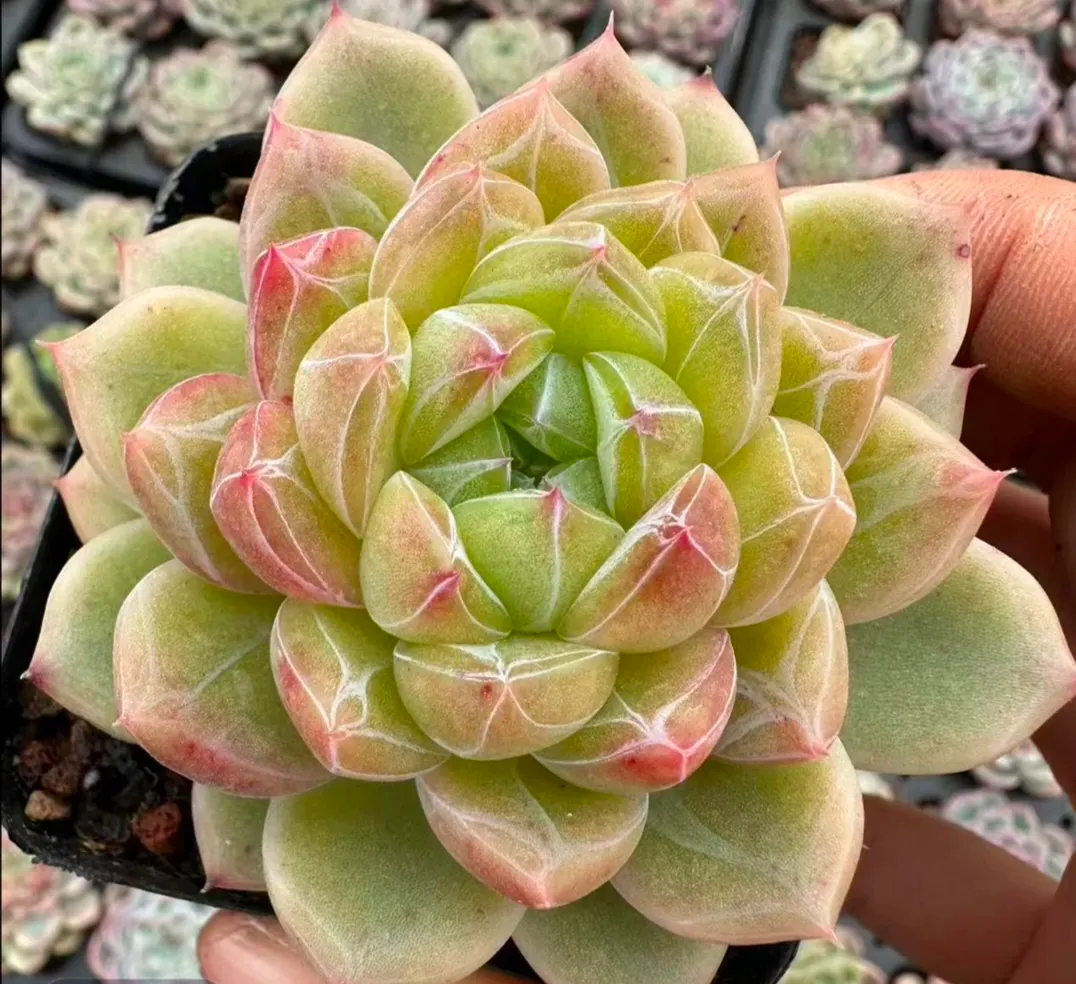 plant Aeonium Echeveria Haworthia  Caudex  Lithops Cactus  Agave 