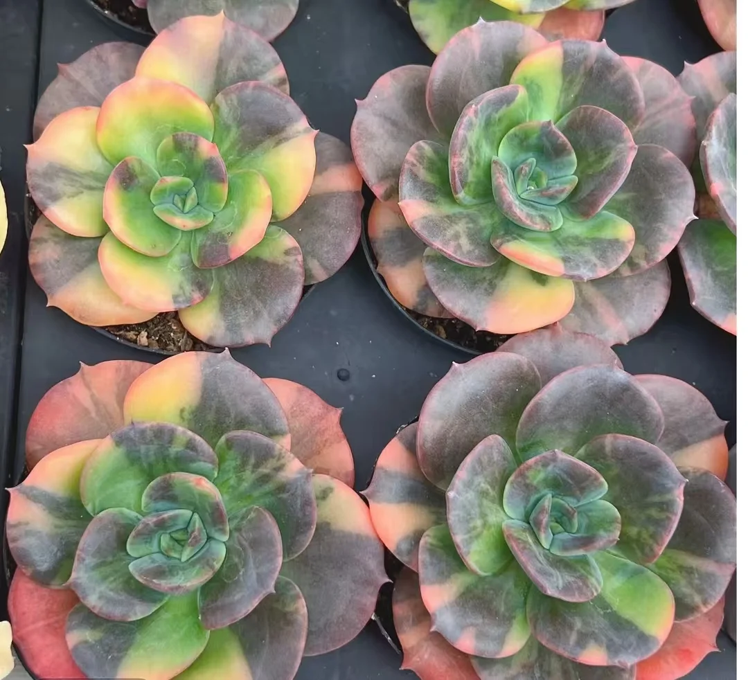 plant Aeonium Echeveria Haworthia  Caudex  Lithops Cactus  Agave 