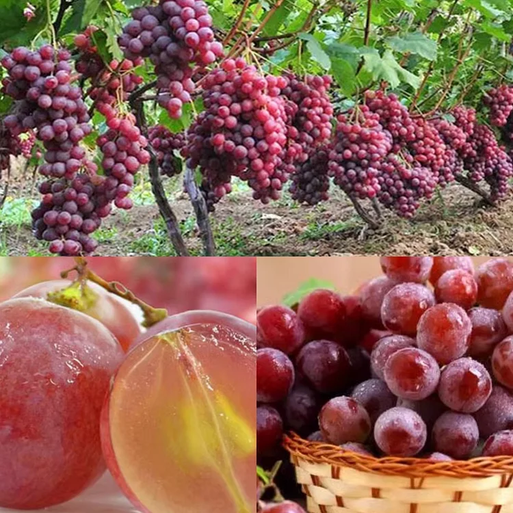 🔥Last Day Promotion 70% OFF🍇-Red Grape Seeds⚡Buy 2 Get Free Shipping