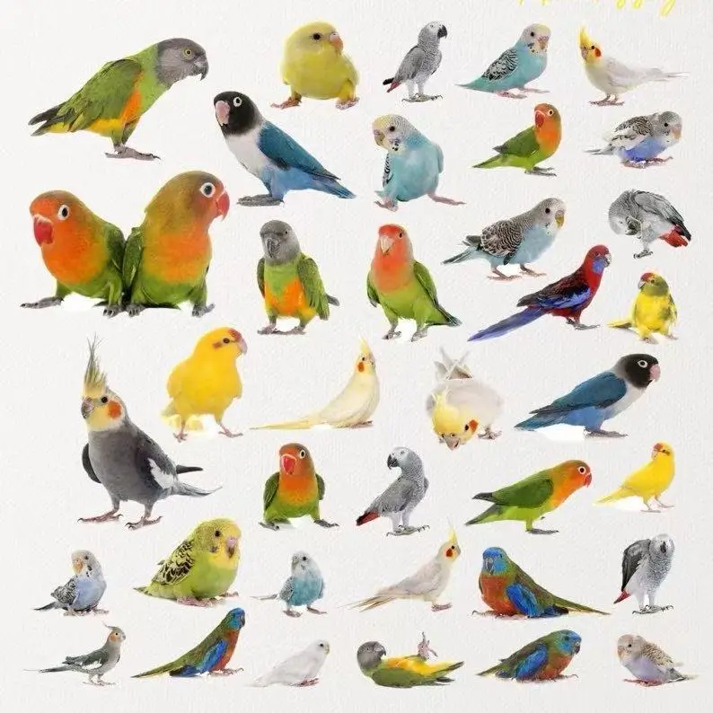 Shop by Species Birdcagelab