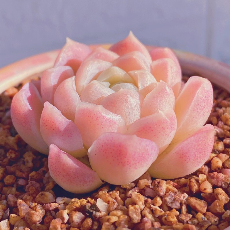 🪴Succulents Plant Seeds - Alba White Moon Shadow🌙 Jonyparkseed®