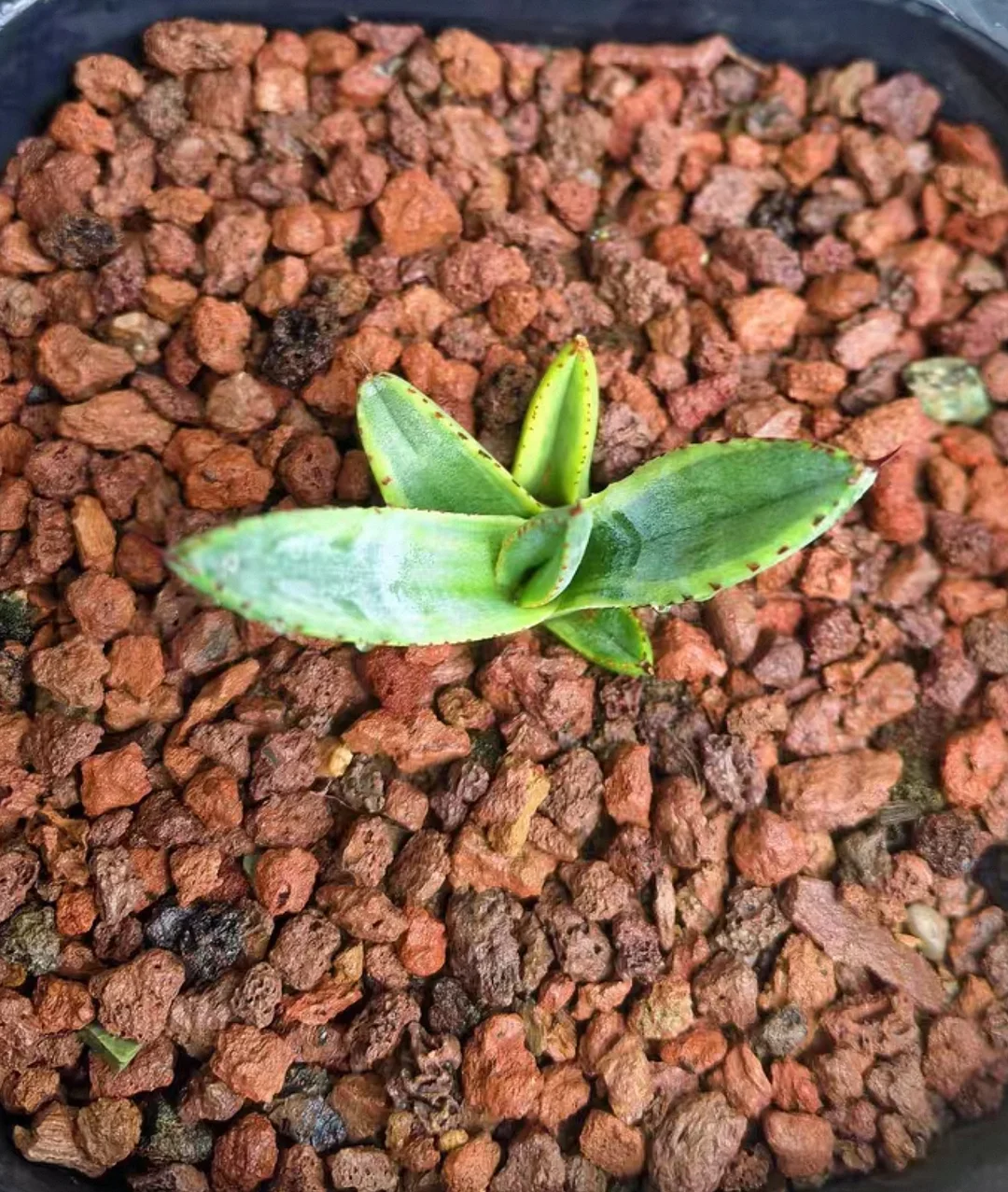 plant Aeonium Echeveria Haworthia  Caudex  Lithops Cactus  Agave 