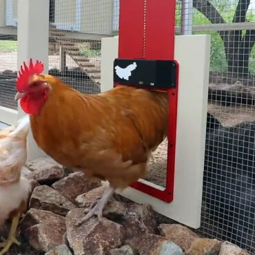 Christmas promotion poultry farm automatic chicken house door