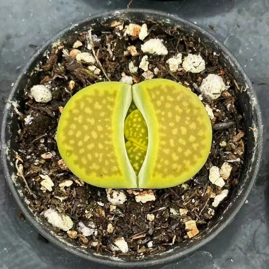 plant Aeonium Echeveria Haworthia  Caudex  Lithops Cactus  Agave 