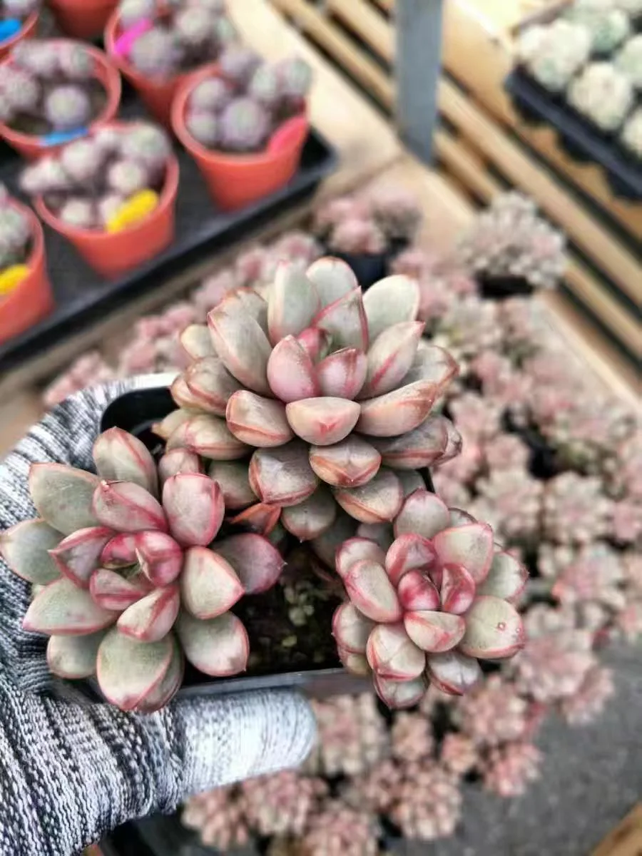 plant Aeonium Echeveria Haworthia  Caudex  Lithops Cactus  Agave 