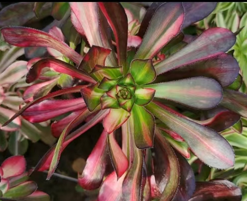 plant Aeonium Echeveria Haworthia  Caudex  Lithops Cactus  Agave 