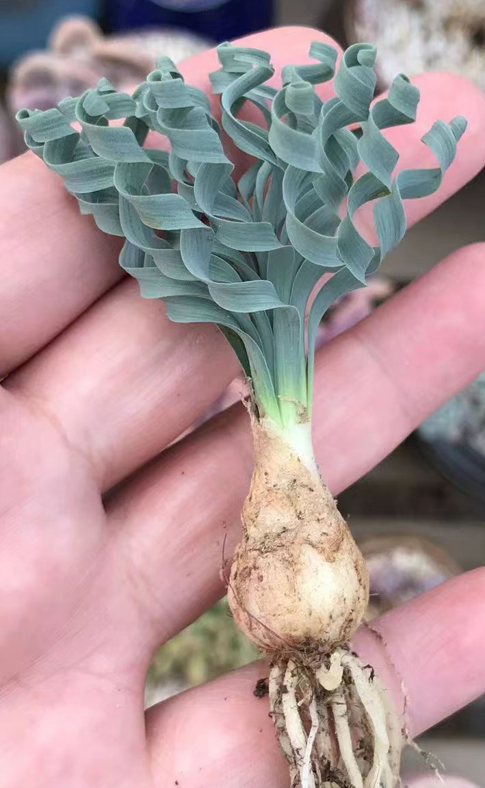 plant Aeonium Echeveria Haworthia  Caudex  Lithops Cactus  Agave 