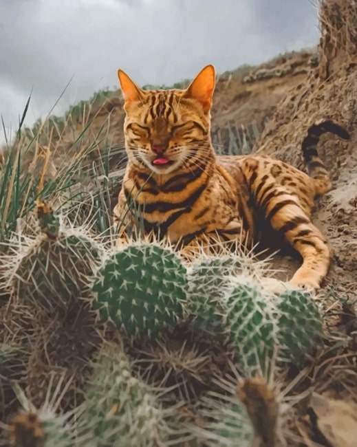 

Bengal Cat And Cactus – Paint By Numbers - 40*50CM, 501 Original