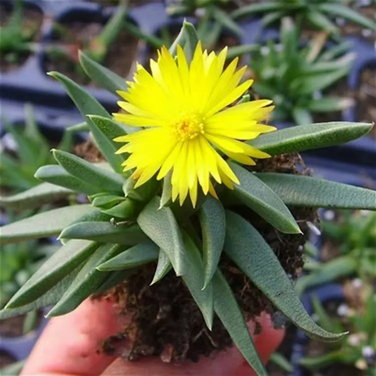 plant Aeonium Echeveria Haworthia  Caudex  Lithops Cactus  Agave 