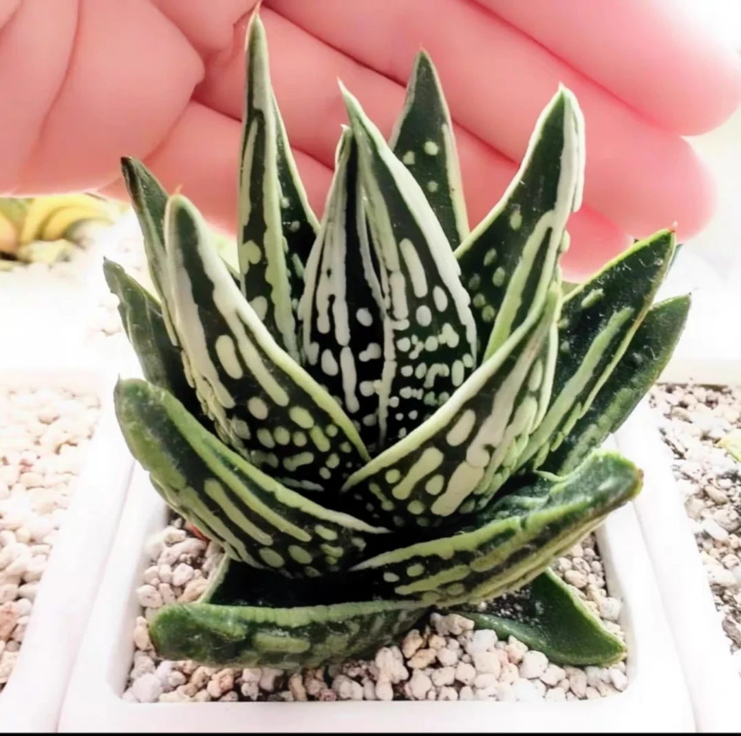 plant Aeonium Echeveria Haworthia  Caudex  Lithops Cactus  Agave 