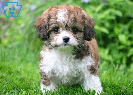 lifelike shih tzu