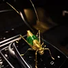 Handcrafted Gilded Grasshopper Art Piece: Materials and Craftsmanship
