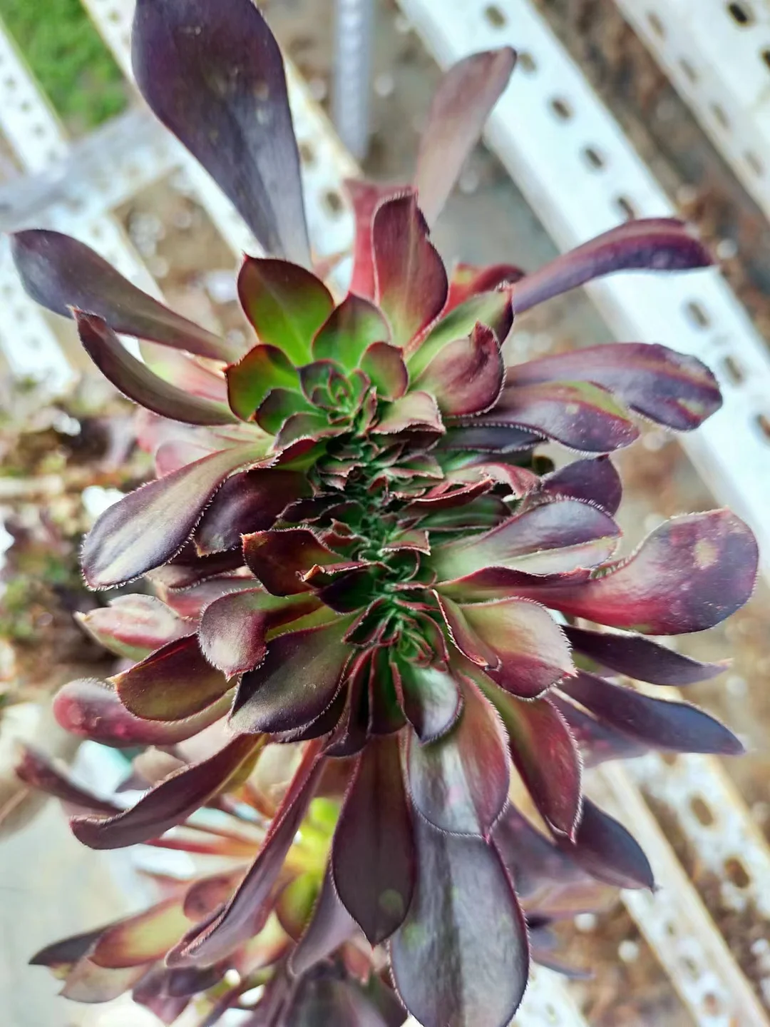 plant Aeonium Echeveria Haworthia  Caudex  Lithops Cactus  Agave 