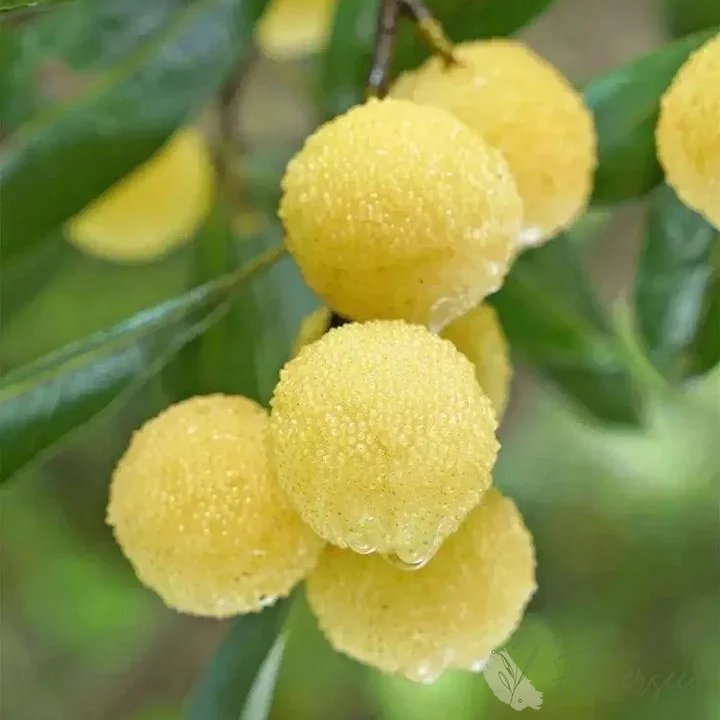 Himalayan Crystal White Bayberry Seeds 