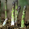 🌿Four Seasons Asparagus Mary Washington Seeds &ndash; Perennial, Tender, Nutrient