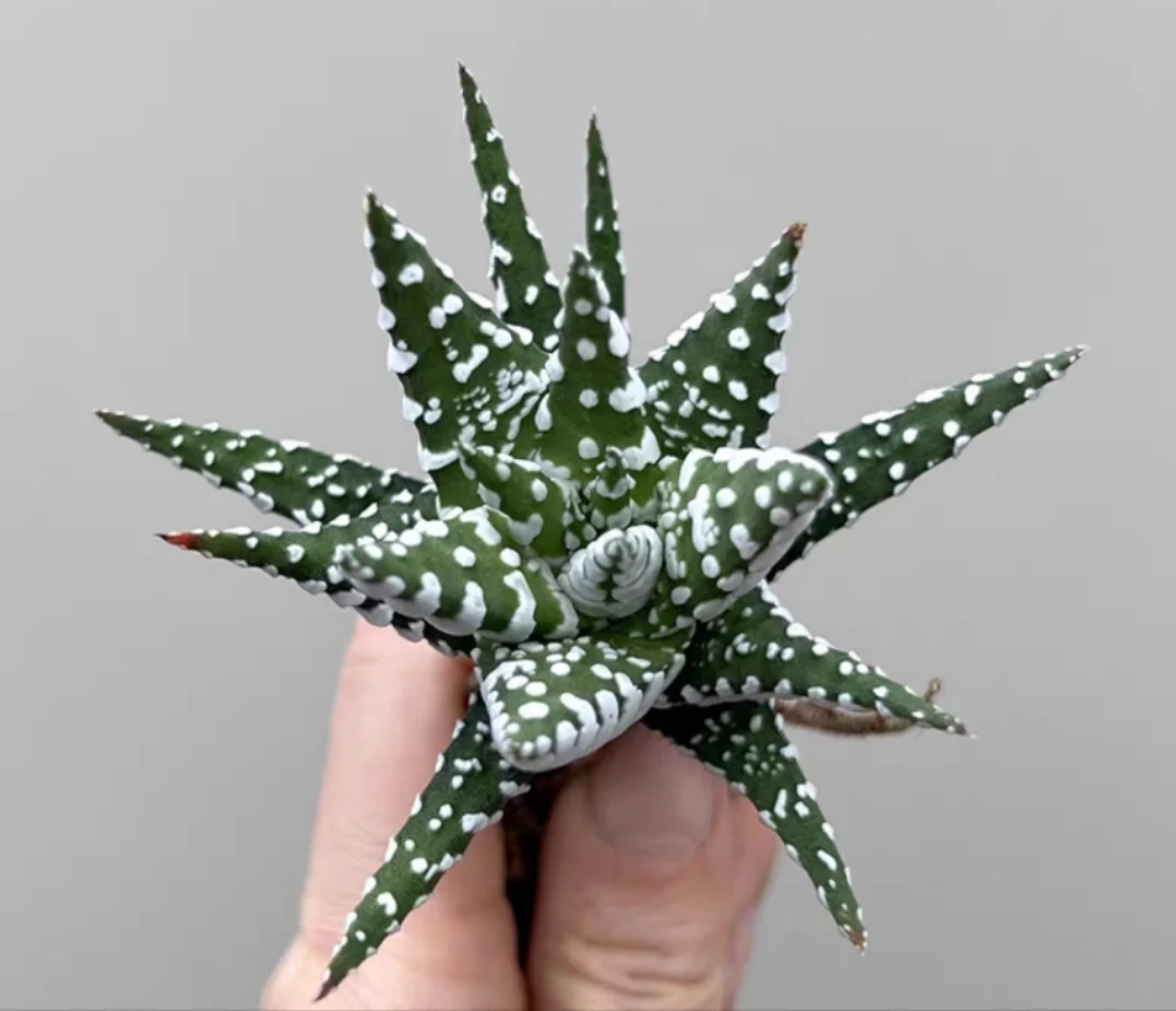 plant Aeonium Echeveria Haworthia  Caudex  Lithops Cactus  Agave 