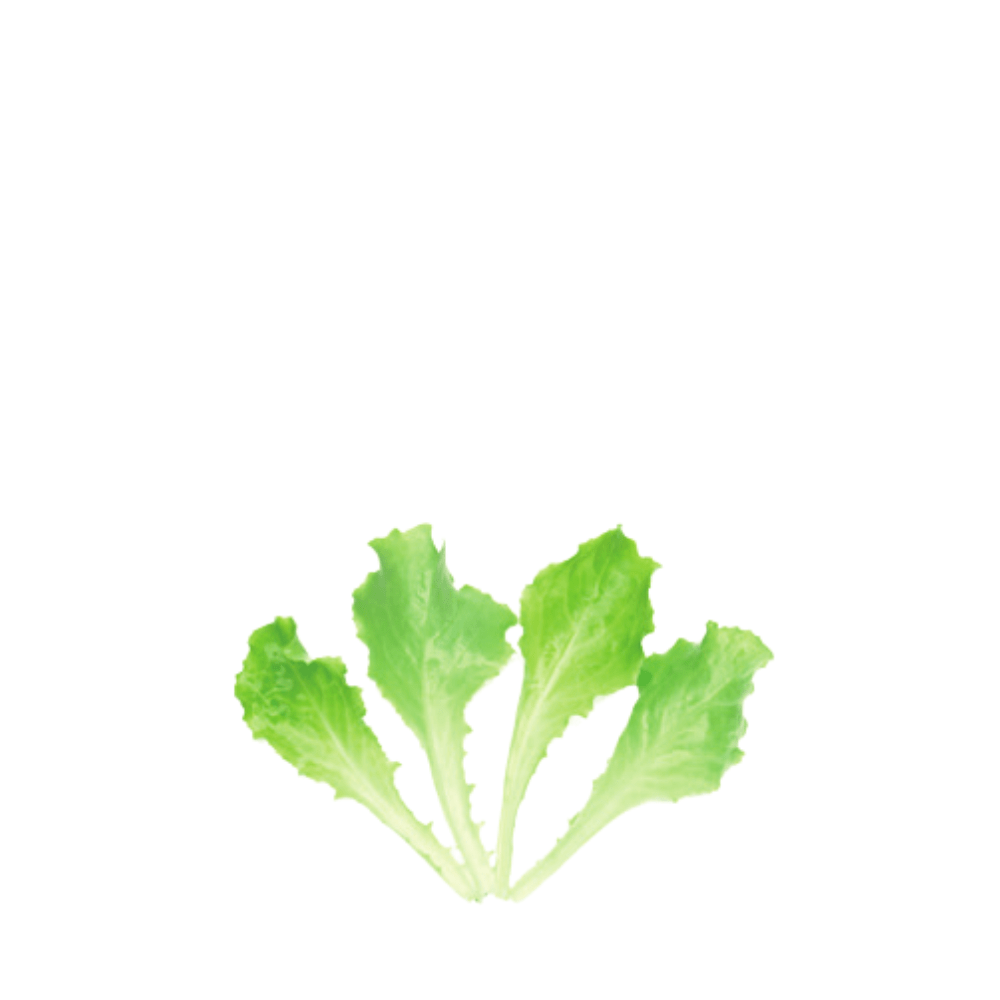 Organic Lettuce Blonde de Paris &ndash; Baby Leaf Seeds
