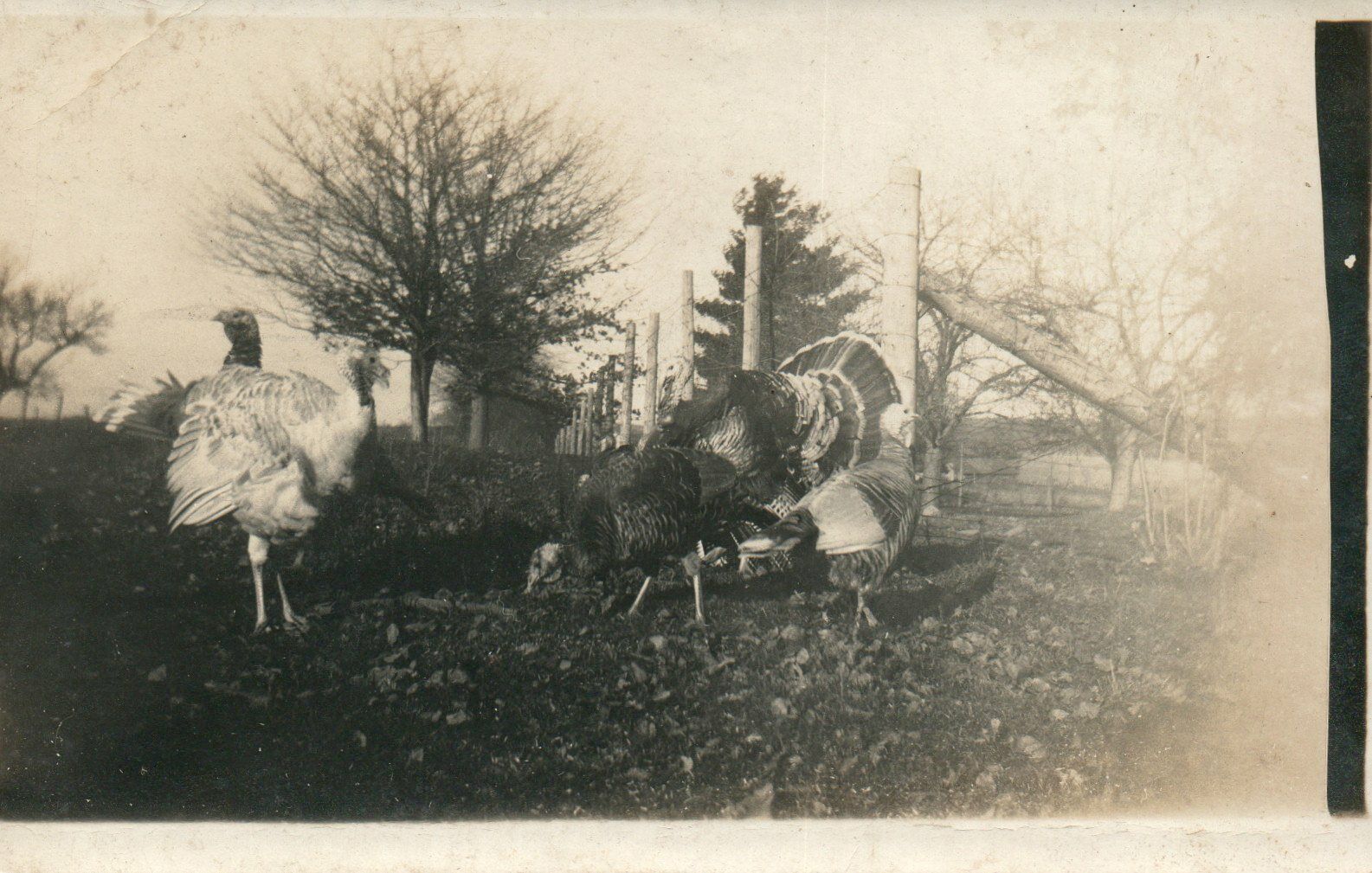 Vintage Turkey Farm Stoughton Massachusetts RPPC Real Photo Poster painting Postcard