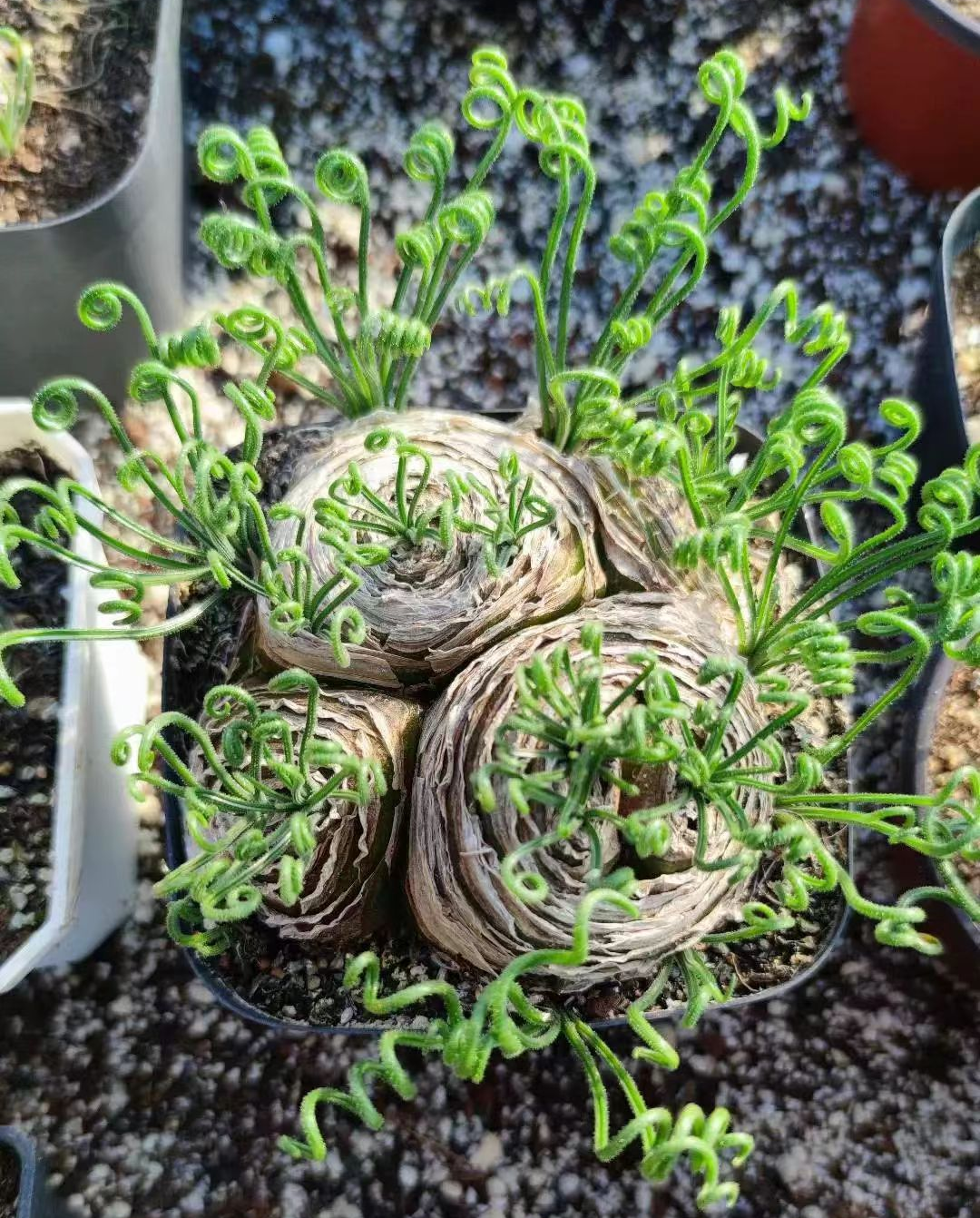 267. Albuca viscosa 2cm / Caudex / Succulent plants / Garden landscape / Carefully select healthy plants