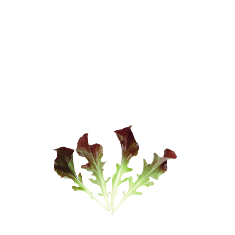 Organic Lettuce Red Salad Bowl &ndash; Baby Leaf Seeds