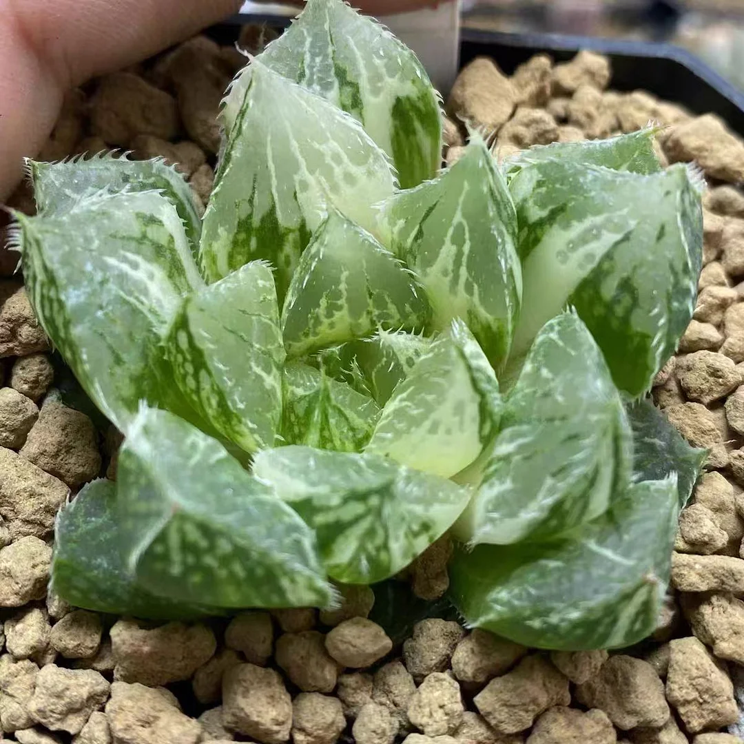 fd8.Haworthia lotus lantern variegated 5-7cm/ Haworthia / Succulent plants / Garden landscape / Carefully select healthy plants