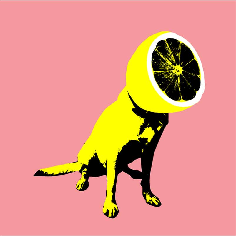 

Lemon Dog – Paint By Numbers - 40*50CM, 501 Original