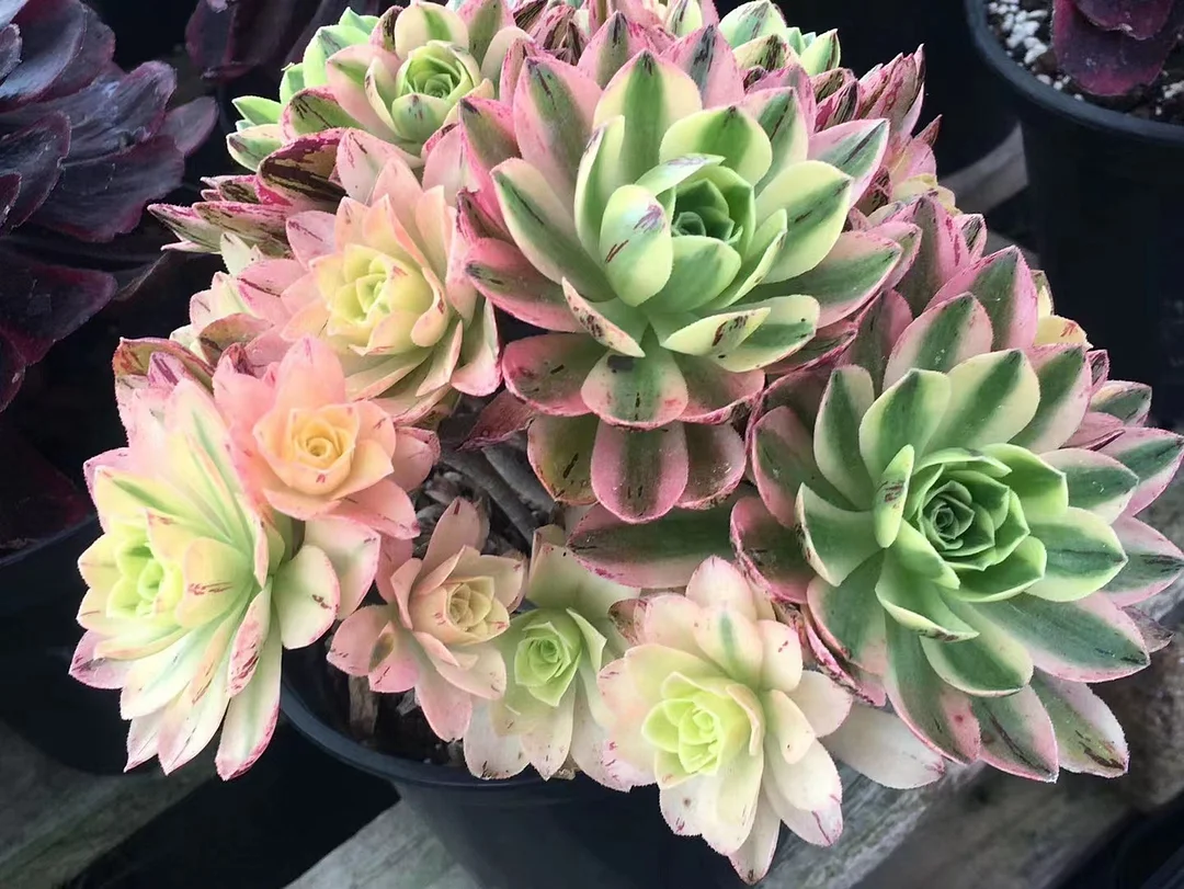 332.  Holy night brocade  cluster 10-12cm / Aeonium cluster / Succulent plants / Garden landscape / Carefully select healthy plants