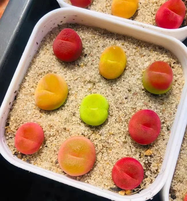 plant Aeonium Echeveria Haworthia  Caudex  Lithops Cactus  Agave 