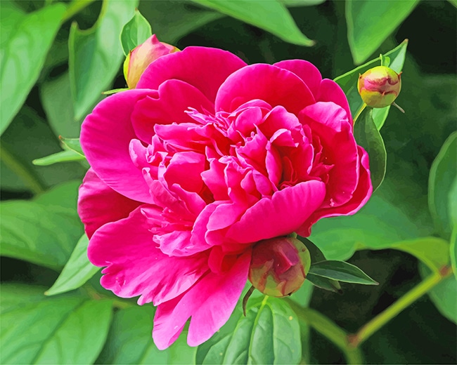 

Pink Peony – Paint By Numbers - 40*50CM, 501 Original