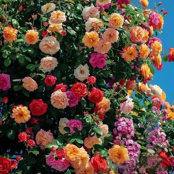 🍀Last Day 49% OFF🌺🌹Low-maintenance Heirloom Climbing Vine Rose Flower Seeds - Perennial🌹