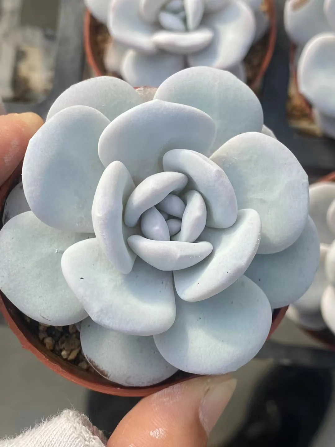 plant Aeonium Echeveria Haworthia  Caudex  Lithops Cactus  Agave 