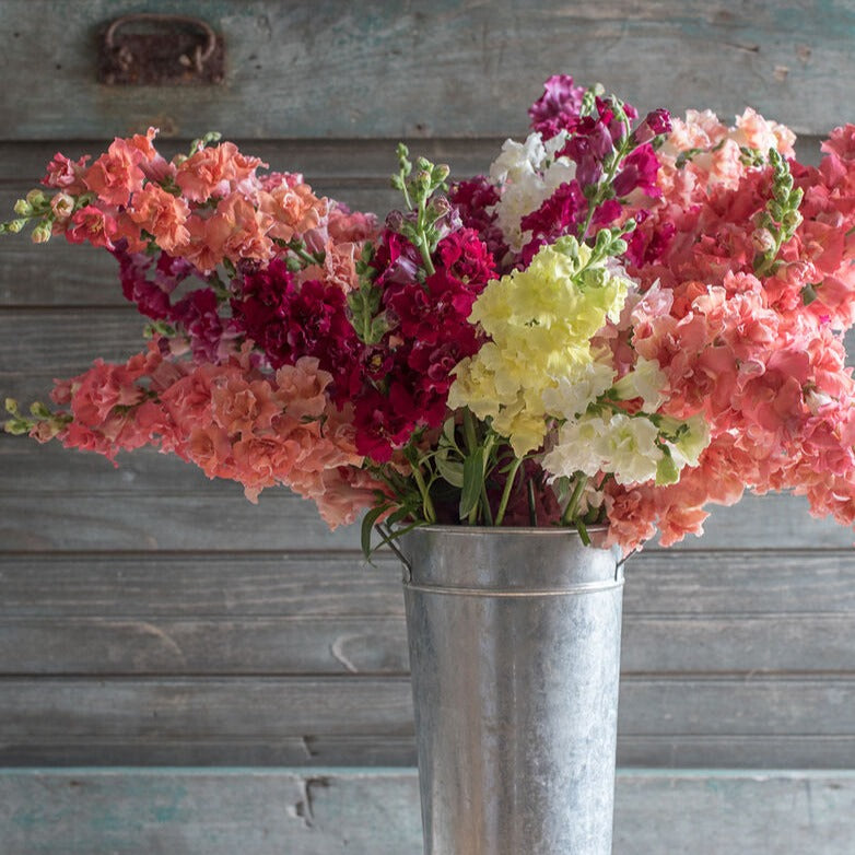 Snapdragon Madame Butterfly Mix Flower | X 50 Seeds