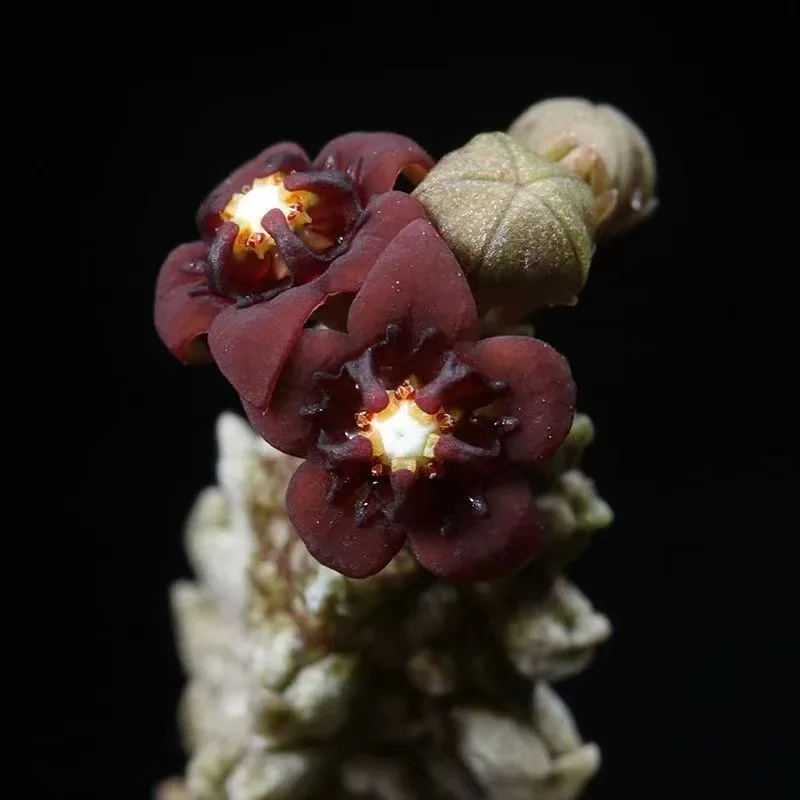 plant Aeonium Echeveria Haworthia  Caudex  Lithops Cactus  Agave 