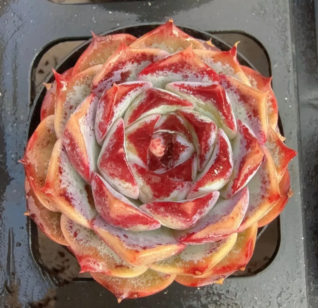 plant Aeonium Echeveria Haworthia  Caudex  Lithops Cactus  Agave 