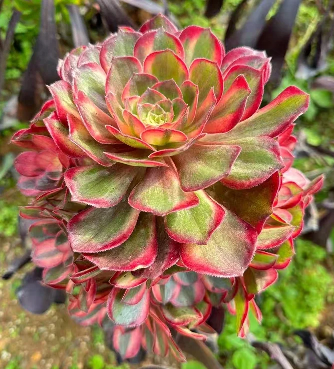 plant Aeonium Echeveria Haworthia  Caudex  Lithops Cactus  Agave 