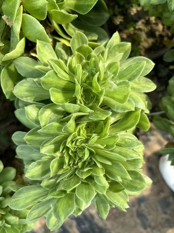 plant Aeonium Echeveria Haworthia  Caudex  Lithops Cactus  Agave 