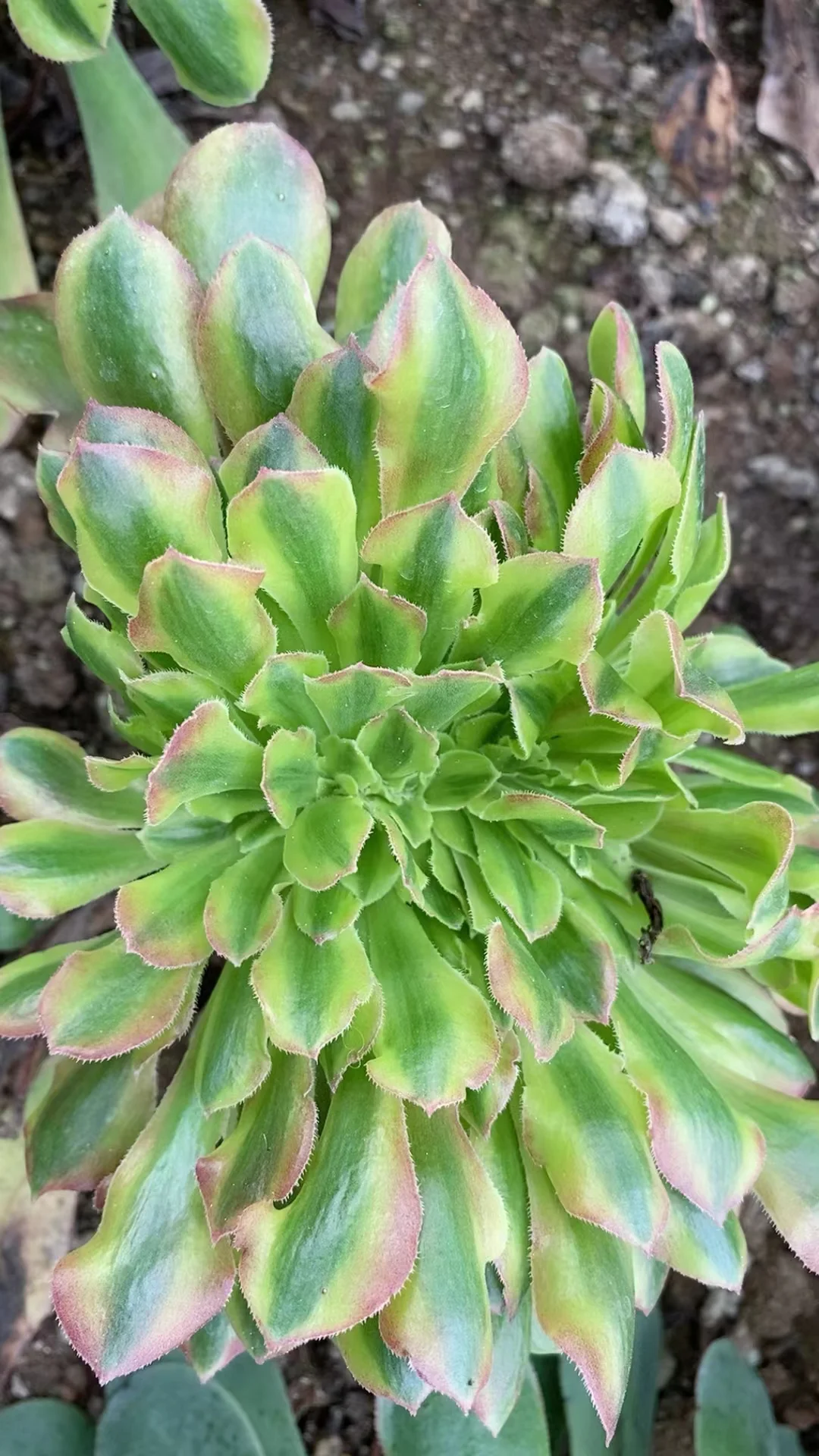 plant Aeonium Echeveria Haworthia  Caudex  Lithops Cactus  Agave 