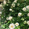 🎉LAST DAY 50% OFF🔥Climbing Rose&mdash;Year-Round Blooming