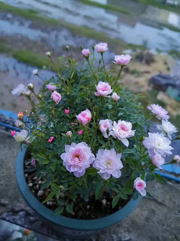 Rosa Chinensis Minima (Miniature Rose) Seeds