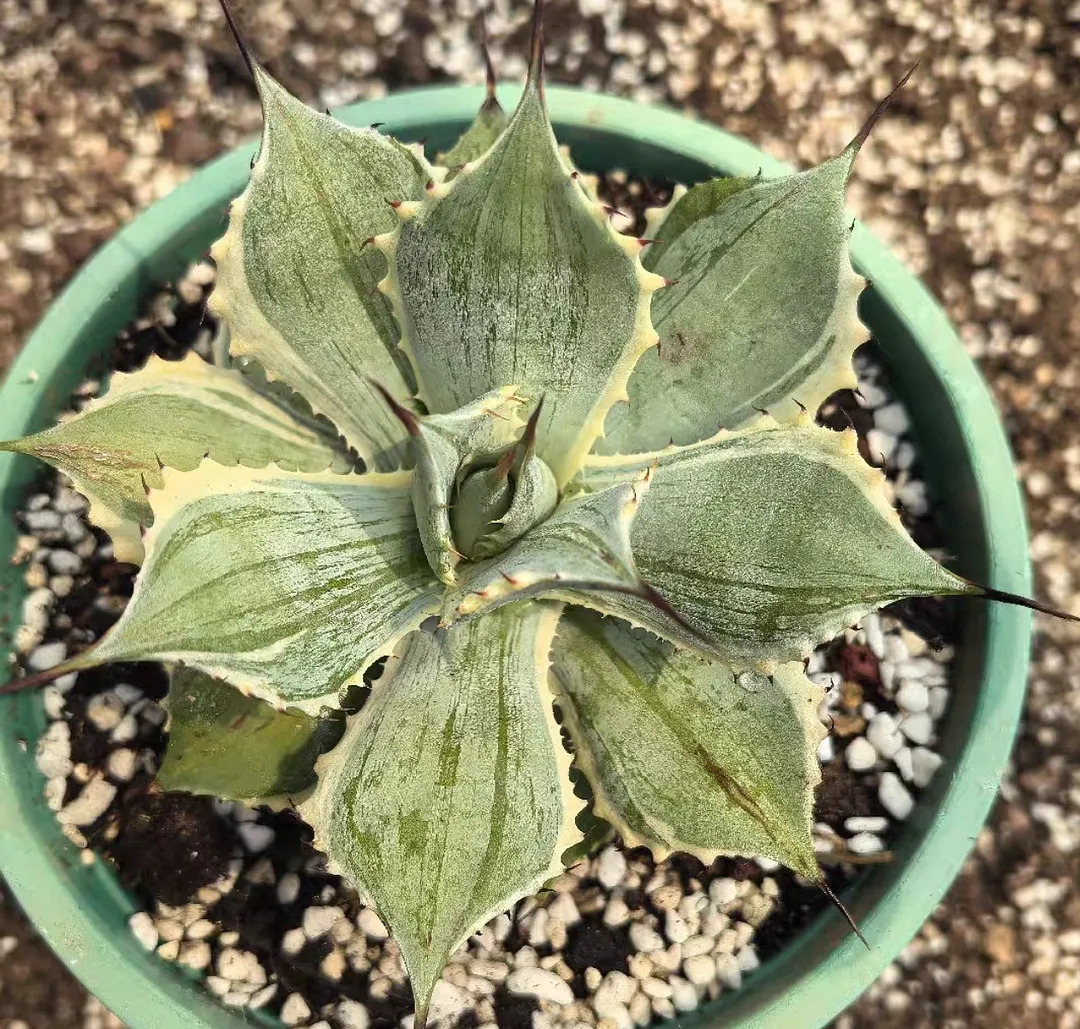 plant Aeonium Echeveria Haworthia  Caudex  Lithops Cactus  Agave 