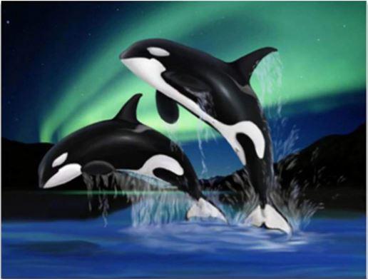 

Dolphins Playing in Northern Lights – Paint By Numbers - 40*50CM, 501 Original