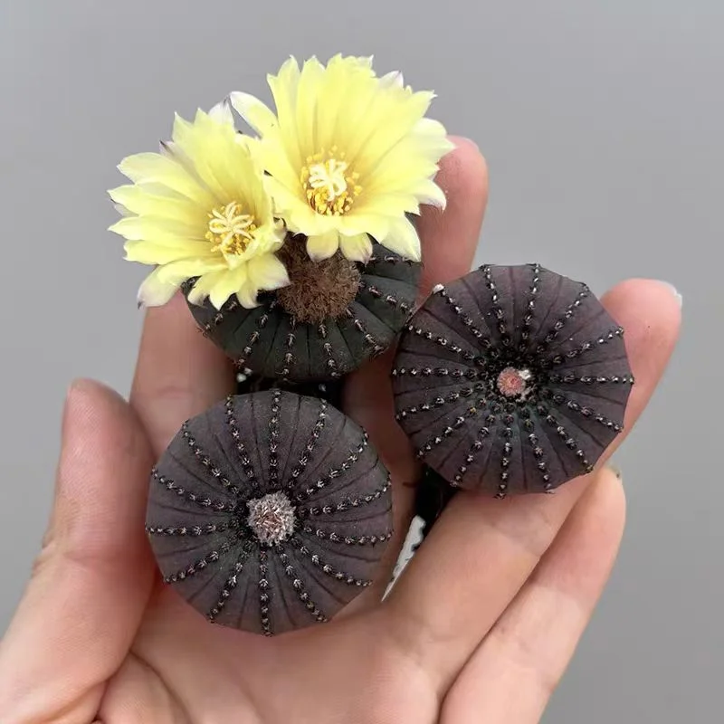 582. Frailea asterioides. has roots 2-3cm/Cactus plants / Succulent plants / Garden landscape / Carefully select healthy plants