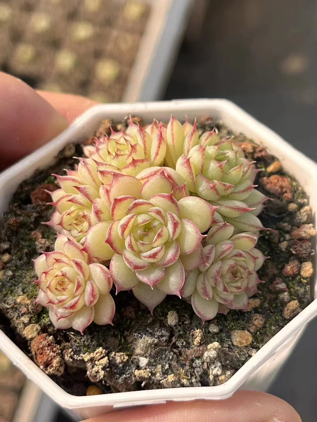 367.  Yu ji cluster 4-5cm  / Echeveria / Succulent plants / Garden landscape / Carefully select healthy plants