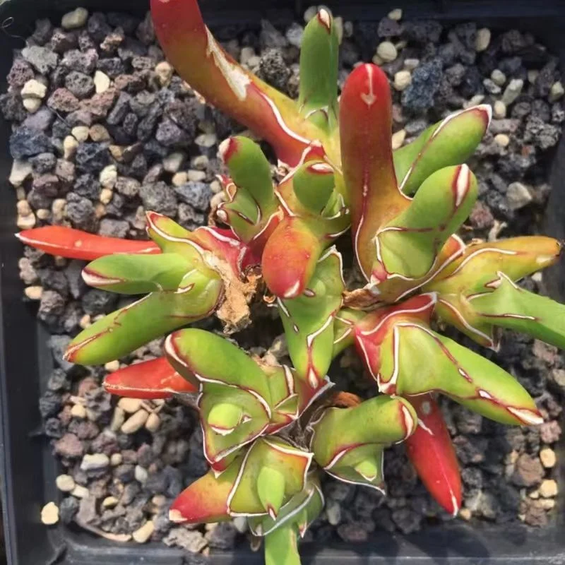 plant Aeonium Echeveria Haworthia  Caudex  Lithops Cactus  Agave 