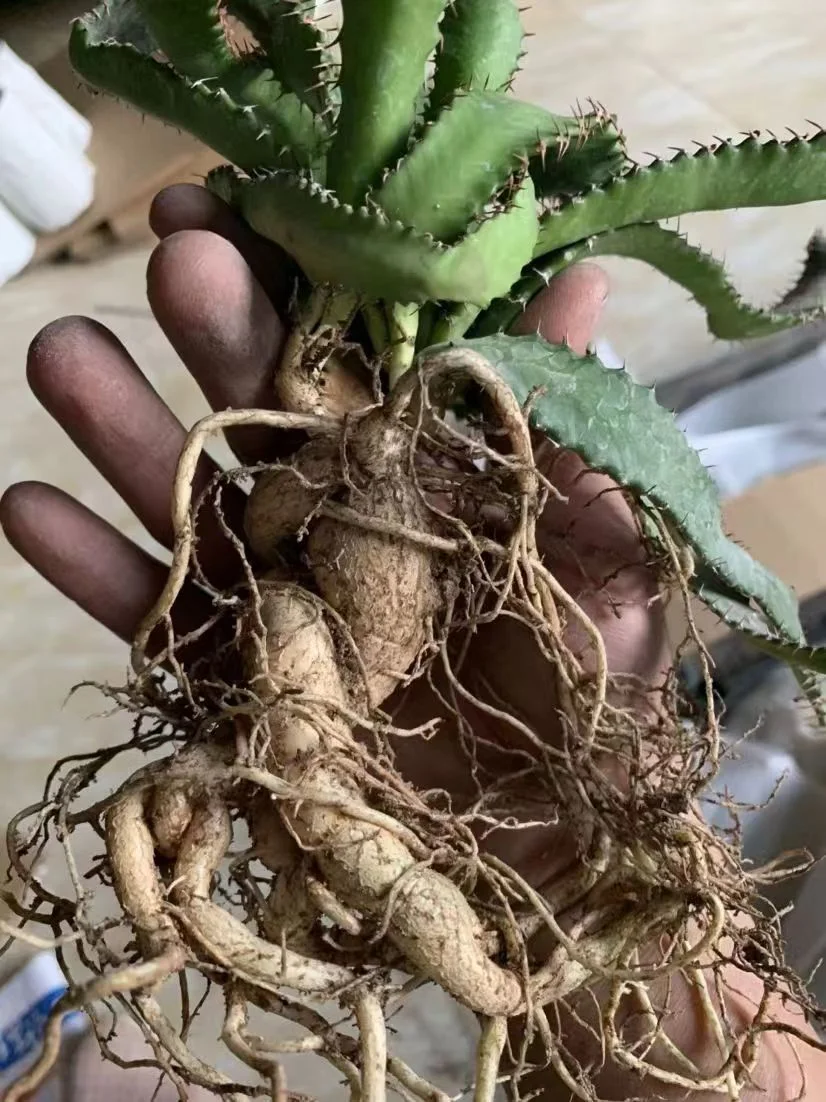 plant Aeonium Echeveria Haworthia  Caudex  Lithops Cactus  Agave 